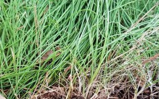 探秘神秘的沙葱植物（揭开沙葱的生长环境、特点与应用）
