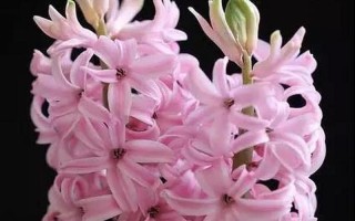 风信子开花预示着什么？（揭开风信子开花的奥秘，解读未来之兆）