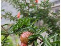 石榴花养护指南（家庭养法，让石榴花盛开于你家）