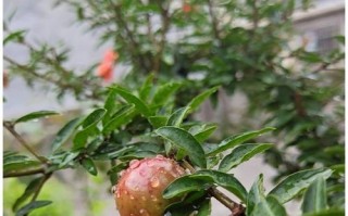 石榴花养护指南（家庭养法，让石榴花盛开于你家）
