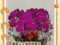 如何配制适合蝴蝶兰的土壤？
