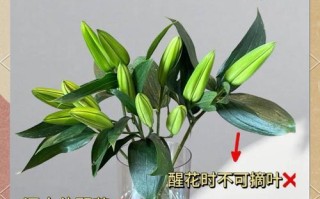 百合花水的养护指南（打造健康美丽的百合花园）