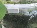 冬季养护碗莲的根部（保护碗莲根部健康过冬，）