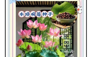 荷花种子的培养方法（从种子到美丽盛放，让荷花点亮你的花园）