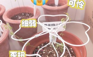 如何正确养护刚分株的酢浆草（掌握关键养护技巧，让酢浆草健康成长）