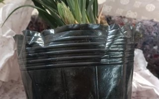 以兰草的苗化过程及养护技巧（打造美丽花园的秘密武器，让以兰草成为你家的新宠）