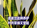 虎皮兰叶子出现问题（探究虎皮兰叶子异常及其原因）