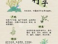 竹子怎么结的种子（探索竹子生殖之谜及其应用价值）