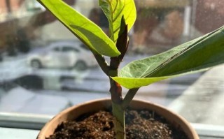 琴叶榕摘心打顶的时间与方法（打造完美盆景的关键，掌握这些技巧不再难！）