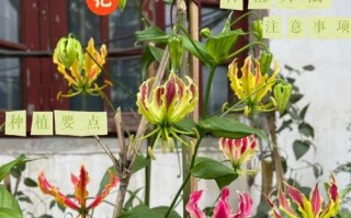 嘉兰百合的种植与养护（从种植到开花，你需要知道的一切）