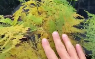 盆栽叶子掉落的原因及处理方法（叶子掉落是植物生长的信号，如何保护你的盆栽免受叶子脱落的困扰）