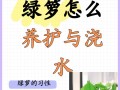 绿萝养护指南