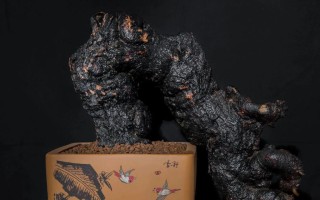 树桩夏天发芽的处理方法（探索如何有效地处理夏天发芽的树桩问题）