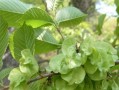 榔榆冬季落叶现象剖析（生物周期、环境适应和生态意义）