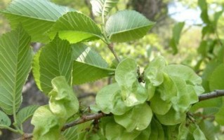 榔榆冬季落叶现象剖析（生物周期、环境适应和生态意义）