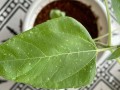 花叶子上的白点该如何处理？（白点问题解决方法，让花草重新焕发生机）