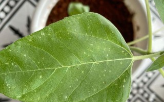 花叶子上的白点该如何处理？（白点问题解决方法，让花草重新焕发生机）