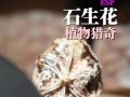 以石生花怎么样？（探索石生花的奇妙之处）