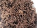 多肉植物如何配土种植？（配制方法详解，让你的多肉茁壮成长）