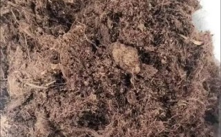 多肉植物如何配土种植？（配制方法详解，让你的多肉茁壮成长）