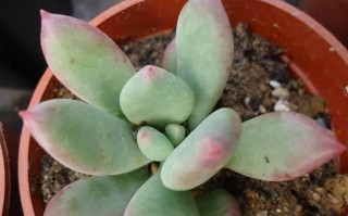 如何科学养肥多肉青星美人（掌握关键技巧，让多肉青星美人更健康繁盛）