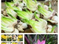 水仙的冬季奇观（白雪映衬下的清新之美）