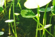 铜钱草白色物质之谜（揭开铜钱草上白色物质的奥秘）