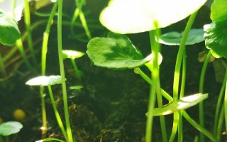 铜钱草白色物质之谜（揭开铜钱草上白色物质的奥秘）