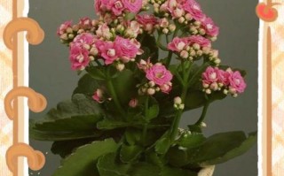 以长寿花短日照控制花期的技巧（花期控制）