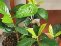 春天栀子花扦插的技巧与方法（如何成功繁殖栀子花？栀子花扦插指南分享）