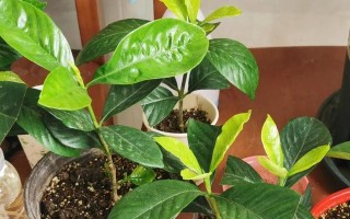 春天栀子花扦插的技巧与方法（如何成功繁殖栀子花？栀子花扦插指南分享）