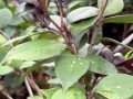 茶花叶片出油现象的原因和解决方法（探究茶花叶片出油的成因，分析对叶片出油问题的有效解决方法）