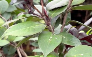 茶花叶片出油现象的原因和解决方法（探究茶花叶片出油的成因，分析对叶片出油问题的有效解决方法）