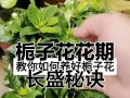 小苗根全剪，如何养活？（学会正确护理，让栀子花焕发新生命）