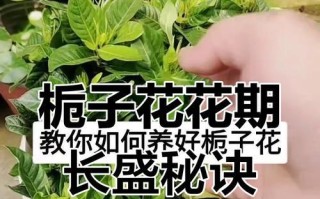 小苗根全剪，如何养活？（学会正确护理，让栀子花焕发新生命）