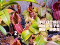 拯救干枯的猪笼草，让它重新焕发生机（救活猪笼草的有效方法与技巧，让它重新变得繁茂）