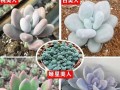 以青星美人怎么养（打造青春焕发，关键在养护）