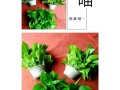 绿萝之美（掌握关键，让绿萝生机盎然）
