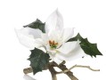 一品红招了白色？如何处理这种情况（解决一品红变白的方法及注意事项）