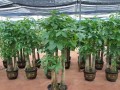 发财树栽种方法与注意事项（成功种植发财树，让您家里拥有绿色财运）