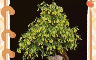 金雀花的冬日之美（秋叶飘落，冬日盛放，雪后绽放，金雀花的四季魅力）