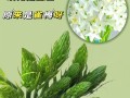 如何养活雀梅（掌握关键技巧，打造美丽的花园）