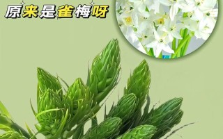 如何养活雀梅（掌握关键技巧，打造美丽的花园）
