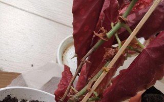 多菌灵在番红花灌根中的应用（提高番红花幼苗生长质量的关键-多菌灵）