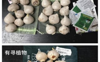 如何有效养护郁金香根茎小球（掌握关键技巧，让郁金香健康成长）