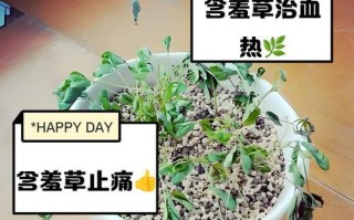 含羞草的奇妙之旅（探秘含羞草的神奇变化与适应能力）