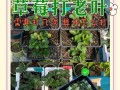 草莓种植全攻略（时间、方法、养护一网打尽）