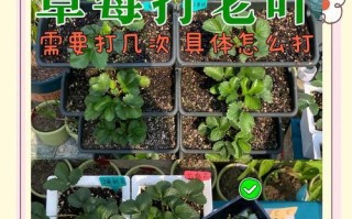 草莓种植全攻略（时间、方法、养护一网打尽）