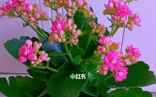 花多多二号适合种植什么花？（打造美丽花园的不二之选）