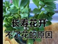 长寿花不开花的原因及解决方法（如何让长寿花开出美丽的花朵？）